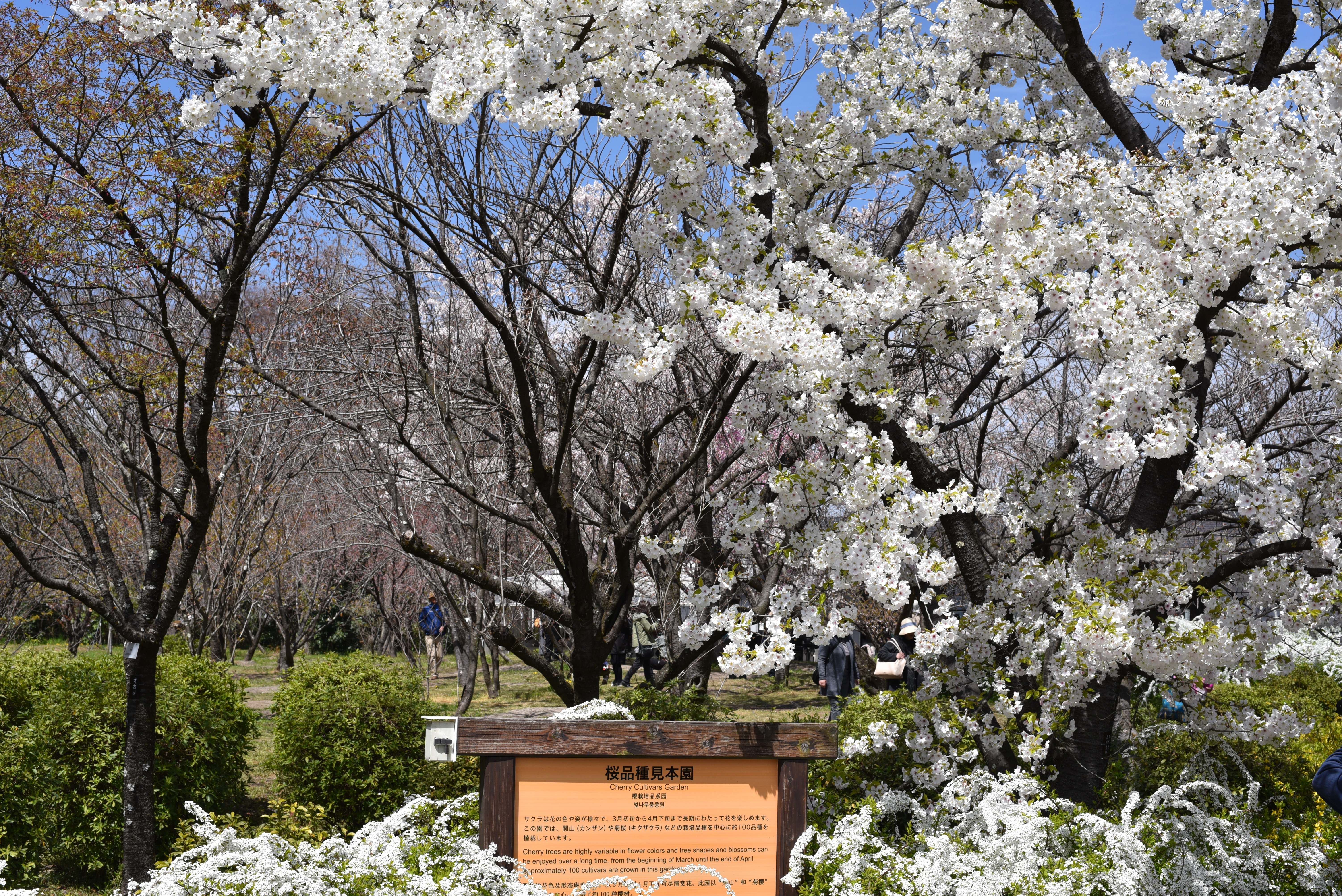 京都府立植物園　桜品種見本園