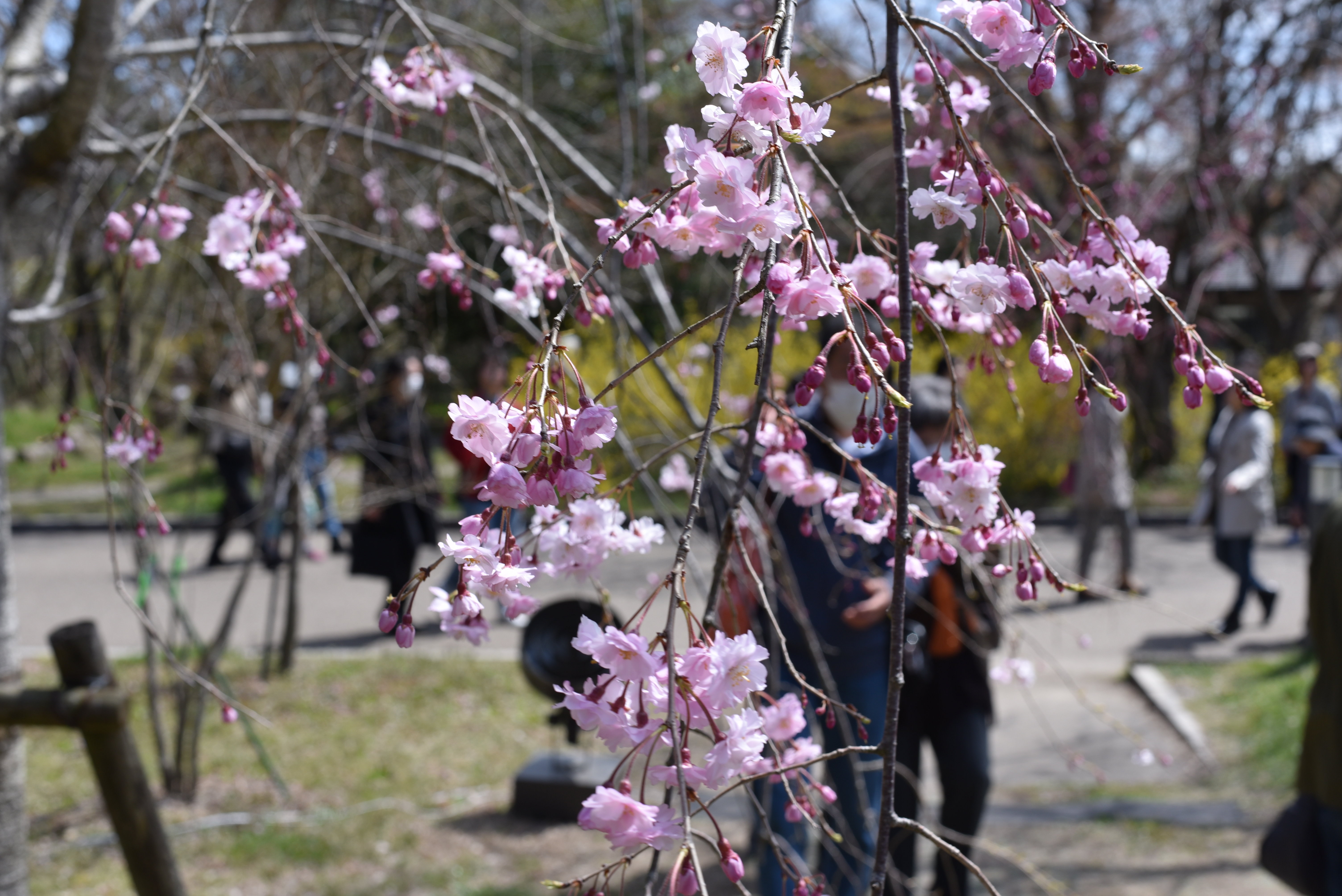 京都府立植物園　しだれ桜