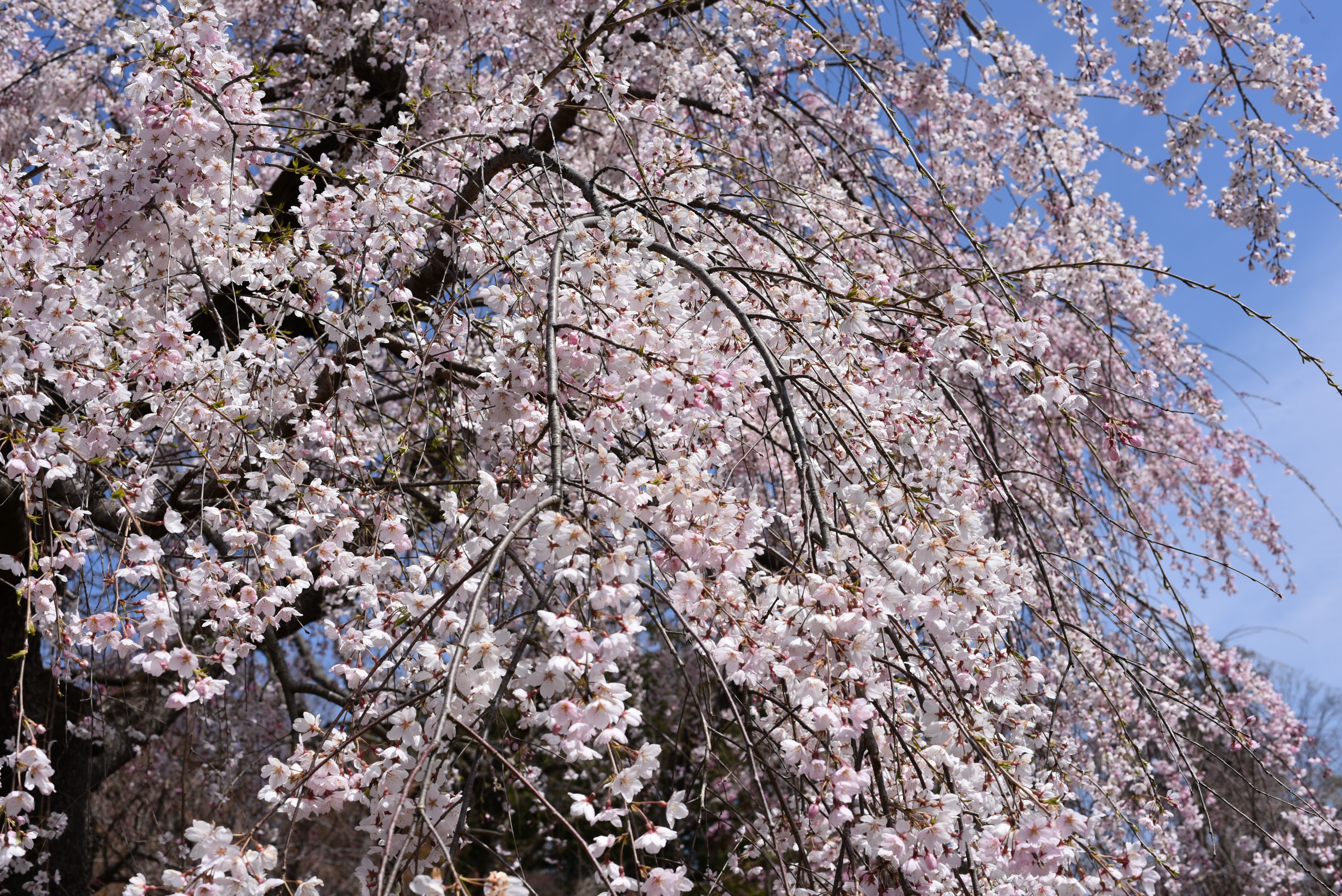 京都府立植物園　しだれ桜